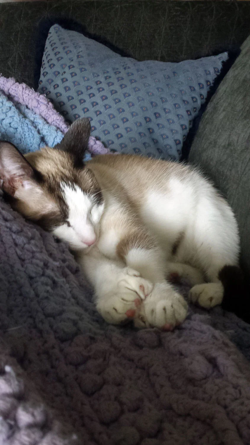 Prince Claude rests his fabulous feets. ( Photo: Terri Hinte )