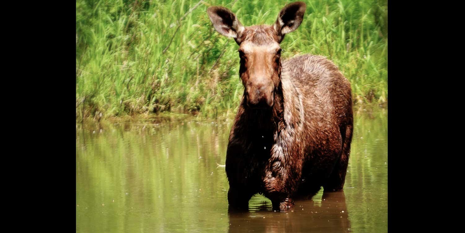 CDARiverMoose.jpg