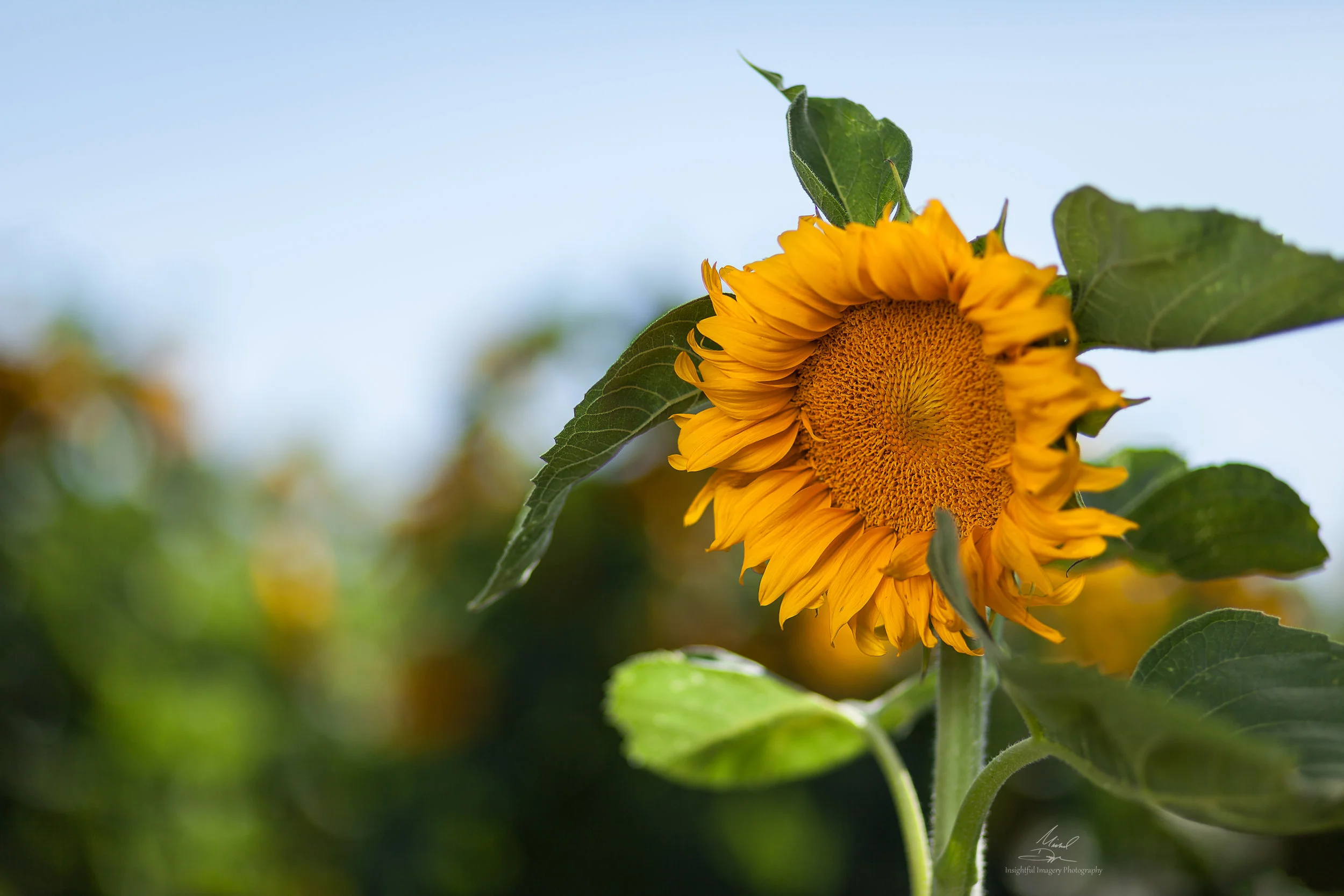 sunflower 1nwm.jpg