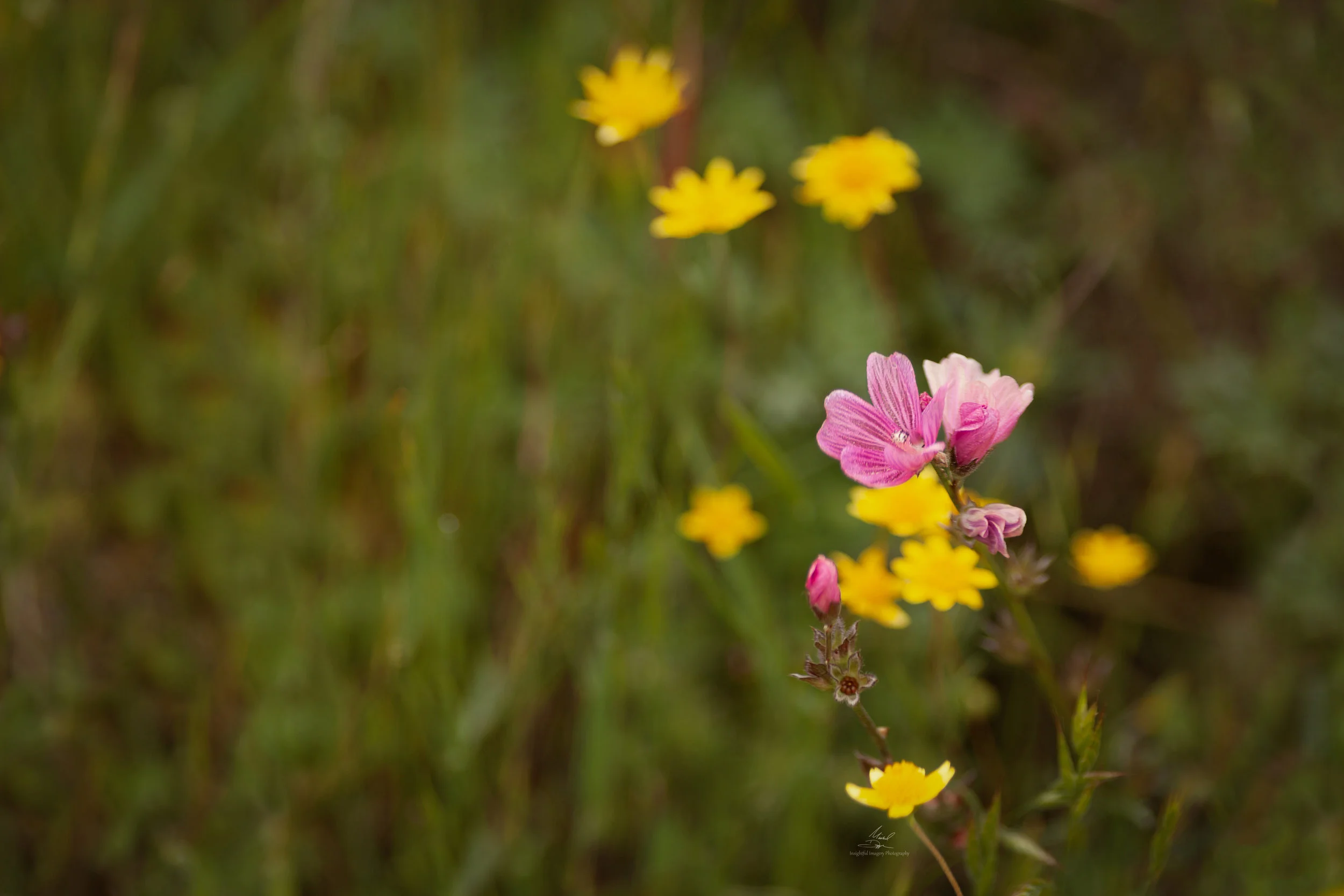 Close up of Checkerbloom (Sidalcea malviflora) (1 of 1).jpg