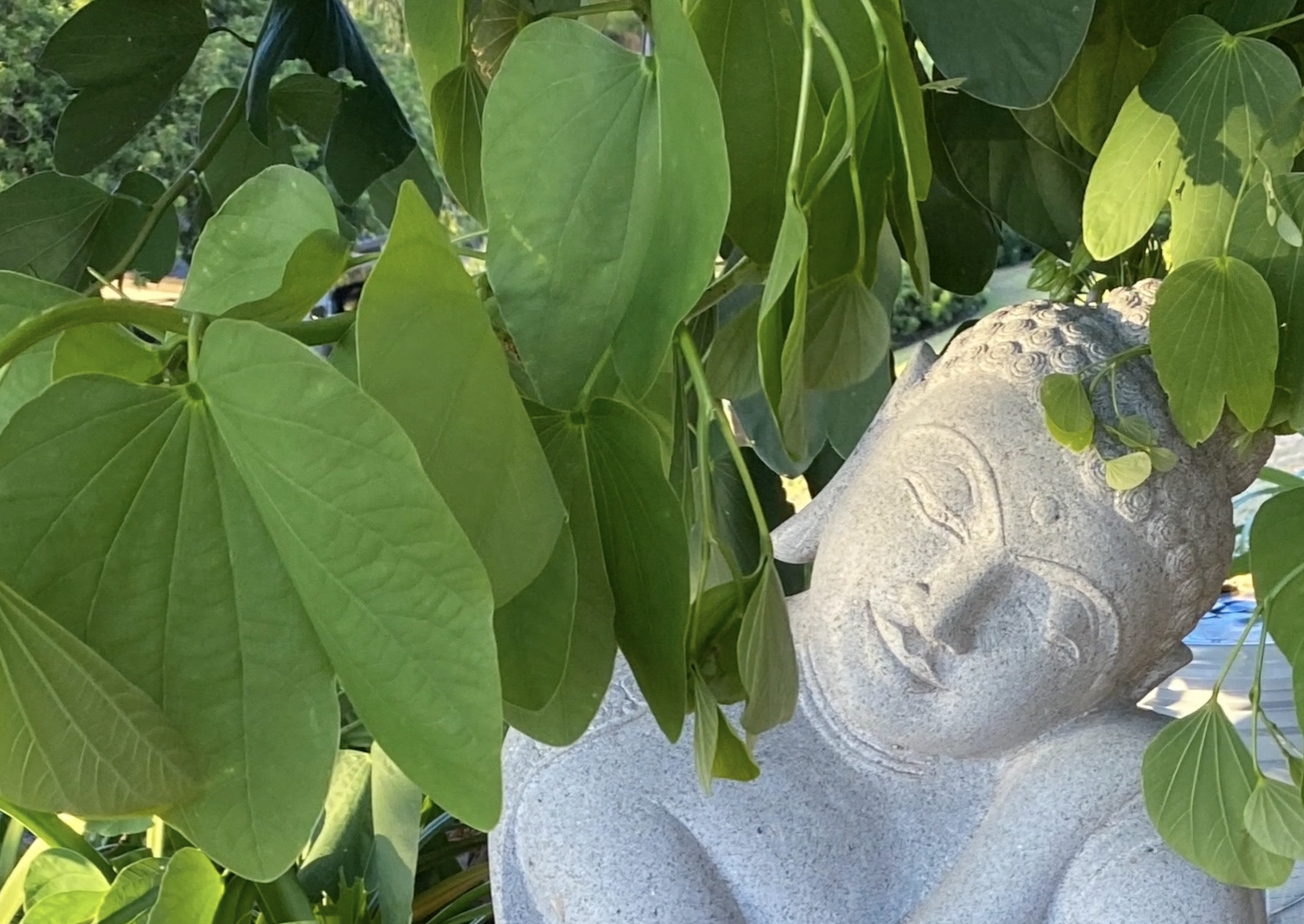 The Place That's Never Been Wounded