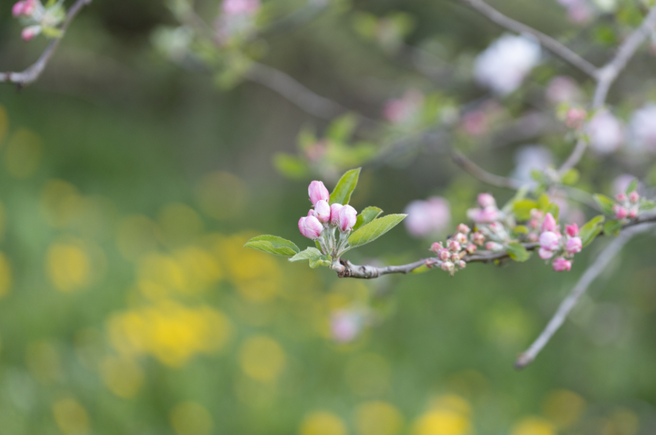 Lenten Collection Page 1.PNG