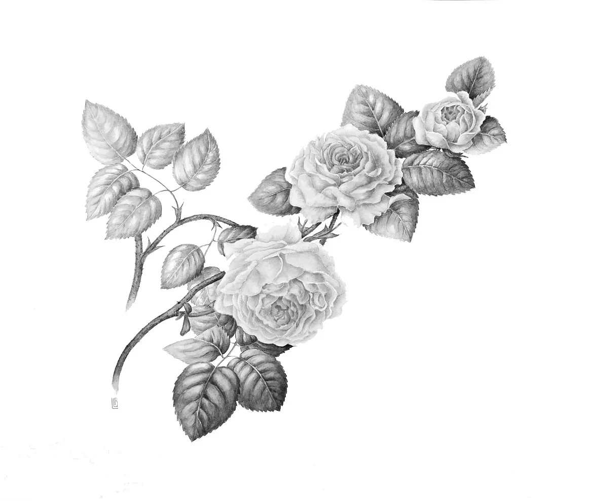 Bulgarian Rose (Rosa Damascena): It takes tens of thousands of rose blossoms, picked as they are unfolding in the early hours of dawn, to yield 1 ounce of rose essential oil. That makes rose oil one of the most expensive essential oils. Containing a complex array of vitamins, minerals, and antioxidants, rose essential oil has excellent emollient properties for moisturizing dry skin; it also offers antiseptic and astringent properties to treat acneic skin, as well as anti-inflammatory properties that help treat redness and inflammation. Rose oil can also help refine skin texture, controlling skin diseases such as psoriasis and atopic dermatitis. A study has even shown that rose essential oil can help heal wounds, as inhaling it inhibits water loss in the skin and lowers the concentration of cortisol (a stress hormone) in the body. Rose essential oil also possesses aromatherapy properties that calm and soothe. A recent study showed that rose oil specifically has been shown to have a positive effect in treating depression. Source: Botanary Botanical Dictionary
