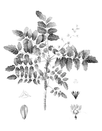 Frankincense ( Boswellia Carteri ): A sought after oil that increases blood circulation allowing products to penetrates skin's layers. It is also known to treat dry skin and reduce the appearance of wrinkles, age spots, scars, and stretch marks. Image: Pinterest Source: Botanary Botanical Dictionary