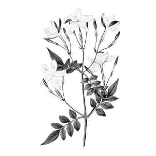 Jasmine ( Jasminum Officinale ): We use the oil extracted from the petals of jasmine. This essential oil provides moisture to dry skin and has a soothing effect on sensitive skin. Jasmine oil also demonstrates antioxidant and antiseptic properties. Source: Botanary Botanical Dictionary