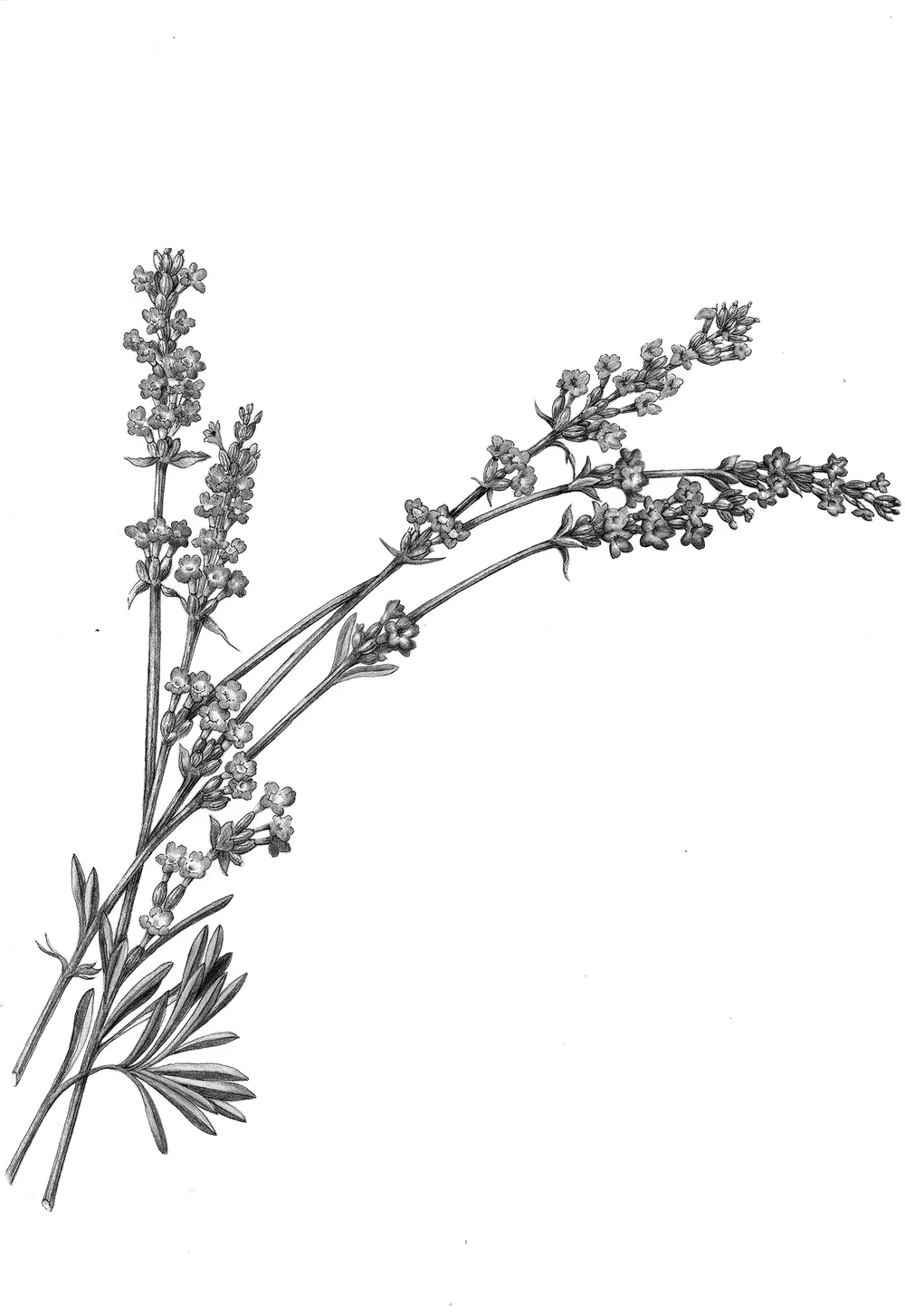 Lavender ( Lavandula Augustifolia ): We use the essential oil extracted from the flower spikes of the lavender plant. It is a natural antiseptic with strong antibacterial activity. Lavender oil has excellent soothing properties. Source: Botanary Botanical Dictionary