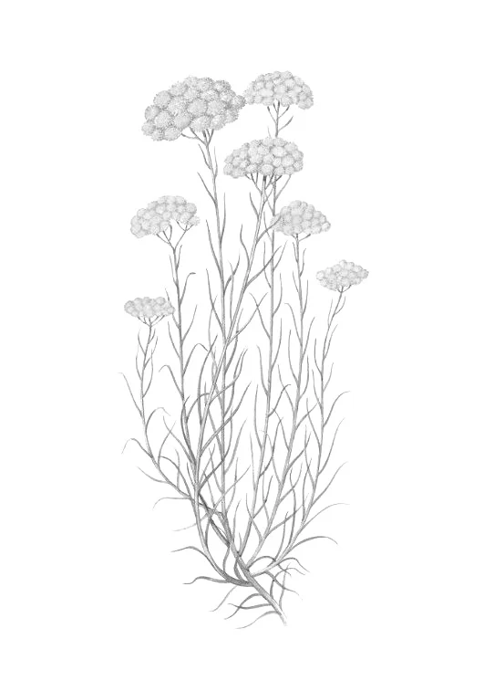 Helichrysum ( Helichrysum Italicum ): Also known as Everlast, is a plant with excellent antioxidant, antiseptic and anti-inflammatory properties. Molecules extracted from this plant help reduce oxidative stress, purify the skin and promote natural skin renewal.
