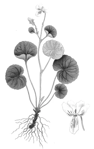 Centella (Centella Asiatica): A small plant native to Asia, considered the most powerful rejuvenating herb used in Ayurvedic medicine. Three major active ingredients of centella are: asiatic acid, madecassic acid and asiaticoside. Our choice to use …