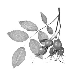Rosehip (Rosa Canina): We use the oil extracted from the rosehip containing vitamin A, vitamin C, vitamin E, lycopene, beta-carotene, omega-3 and omega-6 essential fatty acids. This oil has multiple anti-aging properties: helps to regenerate skin ce…
