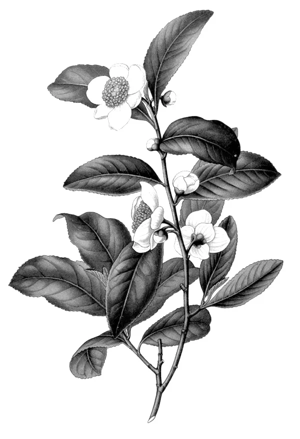 Japanese Green Tea (Camellia Sinensis): Green tea is rich in polyphenols, which demonstrate strong antioxidant properties (20 times more potent than vitamin C and 50 times more potent than vitamin E). It also has anti-aging properties as it inhibits the breakdown of collagen. Polyphenols improve capillary strength and reduce the appearance of dark circles under the eyes. Source: Botanary Botanical Dictionary