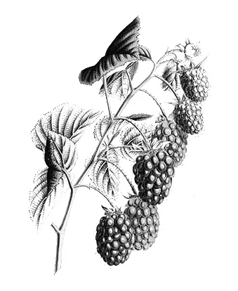 Raspberry (Rubus Idaeus) Seed : Absorbs UV-B and UV-C so useful as a broad spectrum sunscreen. Anti-inflammatory due to high content of alpha linolenic acid (the highest in any fruit seed oil) and phytosterols therefore helpful for eczema and psoriasis. Anti-aging benefits due to content of ellegic acid (an anti oxidant). This study show that elegiac acid “reduced the destruction of collagen and inflammatory response, both major causes of wrinkles.” It also protects against ultra violet damage. Very high in Vitamin E – an antioxidant. Antioxidants in skin care are important to prevent oxidative damage which can lead to premature skin aging and skin cancer. Very high levels of phytosterols that can help reduce trans epidermal water loss thereby helping to keep skin moisturized. Phytosterols also help to repair skin damaged by environmental factors including sun damage. Source: Botanary Botanical Dictionary