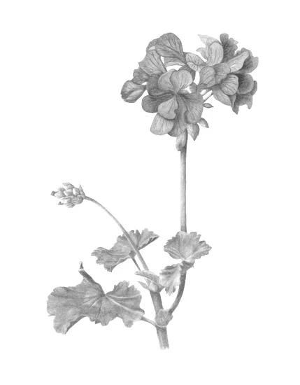 Geranium (Pelargonium Graveolens): The oil extracted from this plant has been used for years to help healing of wounds, burns and skin ulcers. We decided to use this essential oil as it possesses antioxidant and antiseptic properties and helps to ba…