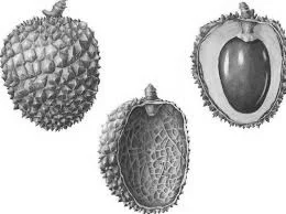 Lychee (Litchi Chinensis) : Lychee has a high content of the antioxidant Vitamin C, Vitamin B-complex and phytonutrient flavonoids. These antioxidants protect the body from oxidative stress caused by pollution and UV radiation. Free radicals are created from oxygen molecules and they alter the function of our cells to form cancer cells. Antioxidants neutralize these free radicals, thus protecting your skin cells from damage. In this way, lychee can protect against skin cancer and inflammation. Lychees are a great source of skin-friendly nutrients like thiamin, niacin and copper. Thiamin assists the body in metabolizing fats and protein for healthy skin. Niacin boosts the hydration levels in the skin while copper, in small quantities, helps to speed up the healing of damaged skin. All these benefits make lychee a super fruit for your skin. Source: Botanary Botanical Dictionary