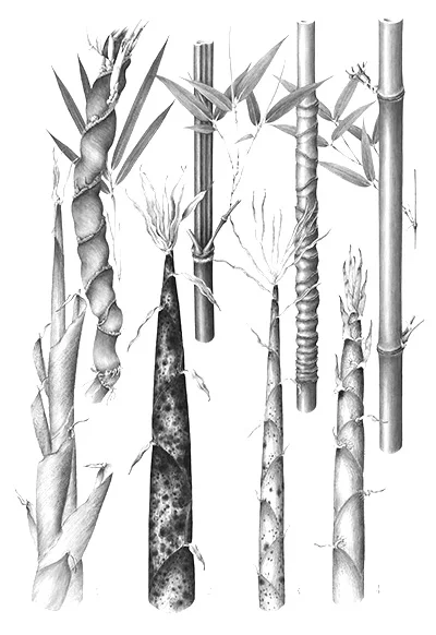 Bamboo (Bambusoideae): Bamboo is used in Chinese medicine to speed the healing of infections, and parts of India regard it as a remedy for infertility and reproductive system imbalances in addition to a soothing anti-inflammatory. Studies have also demonstrated that bamboo inhibits some infectious bacteria. Bamboo has been shown to serve as an effective antioxidant and pro-oxidant. It also is said to not only fight free radical damage, but also boost sunscreen efficacy, all while contributing to improved elasticity. Bamboo is rich in silica, an essential nutrient known to help the body absorb key minerals and support collagen production.