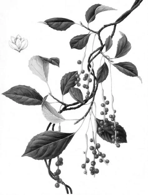 Schisandra (Schisandra Chinensis): Packed with loads of antioxidants including key vitamins C and E, schisandra is a great superherb for skin wellness and protection. Schisandra’s strong astringent qualities enable the skin to hold in moisture for more fullness and beauty. It has always been popular amongst wealthy individuals in China, due to its ability to preserve youth in both physiology and appearance. The superherb has shown efficacy through countless dynasties, wherein the skin is said to glow, becoming clearer and finer after one imbibes it consistently for several months. Schisandra may also protect against UVB induced skin damage. Source: Botanary Botanical Dictionary