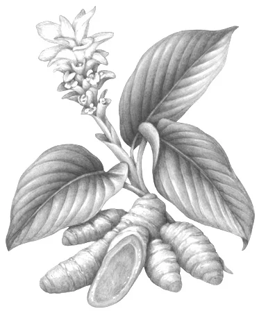 White Turmeric (Curcuma Zedoaria): Extracts from White Turmeric, known as tetrahydrocurcuminoids, efficiently quench free radicals on the surface of the skin due to their antioxidant properties. This protects against damage from ultraviolet radiatio…