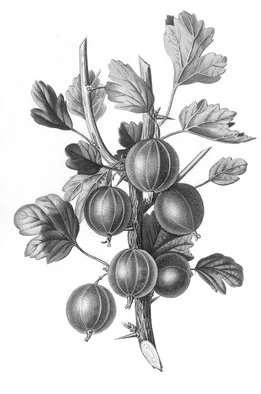 Amla Berry (Phyllanthus Emblica): The benefits of Amla berries to the skin involves its super high vitamin C content. This gives it a powerful antioxidant property, so it helps to protect the skin from environmental stressors. Amla is perfect in ant…