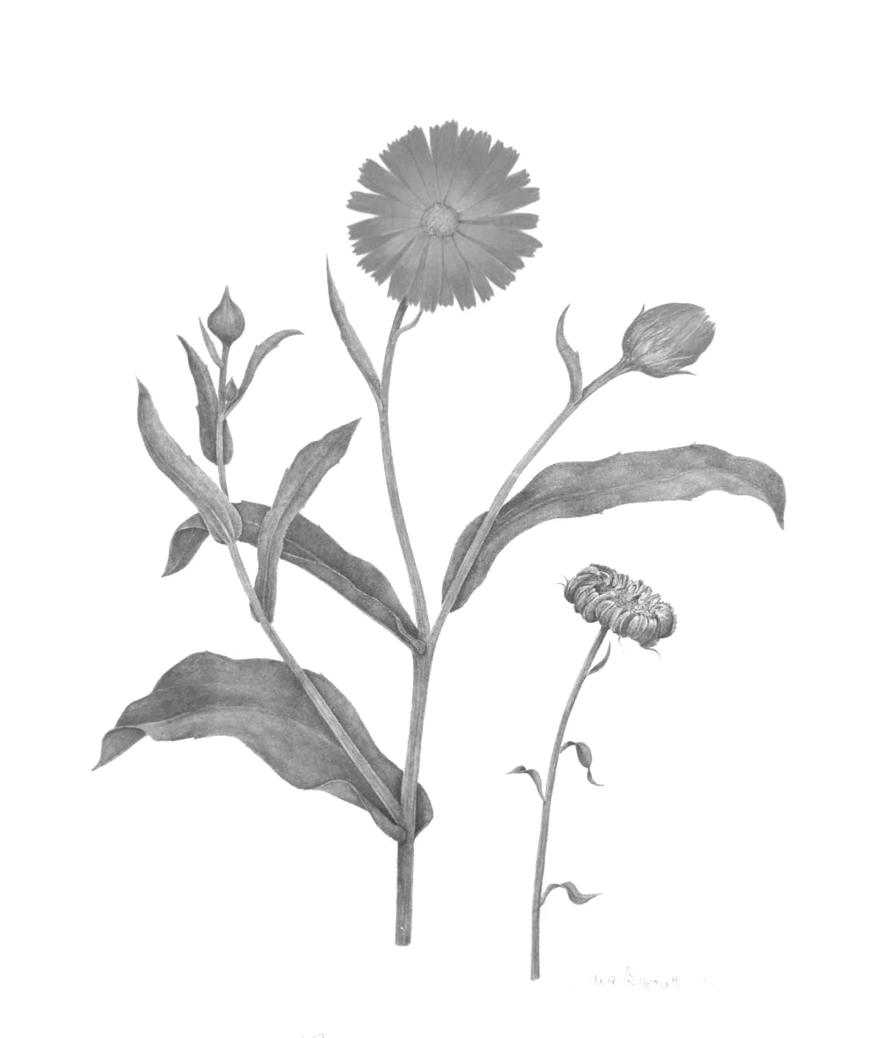 Calendula (Calendula Officinalis): Calendula is a great addition to anti-aging formulas, as it helps to keep the skin healthy and youthful looking. Researchers think this is because of the natural antioxidants in calendula that have a natural protec…