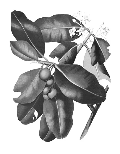 Alexandrian Laurel (Calophyllum Inophyllum): Researchers have found that Alexandrian Laurel oil contains calophyllolide (a substance known to possess anti-inflammatory properties) and delta-tocotrienol (a form of vitamin E), as well as a number of a…
