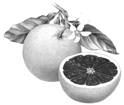 Moro Blood Orange (Citrus Sinensis): Anthocyanin is a phytonutrient and an amazing antioxidant that gives blood orange the deep crimson color. It is also the same antioxidant that is found in blueberries. Antioxidants protect our bodies from the attack of free radicals and prevents our body from premature aging. Source: Botanary Botanical Dictionary