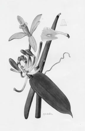 Vanilla (Vanilla Planifolia): Vanilla has anti-inflammatory properties, which can help to soothe and calm irritated skin. Also an anti-bacterial, vanilla has been used to reduce skin infections and in wound healing. Vanilla Bean Extract contains Vanillin, a polyphenol with powerful anti-oxidant properties. Anti-oxidants help to protect against free radical damage and the effects of environmental stresses on the skin. Vanilla also contains B vitamins, including niacin, thiamin, riboflavin, vitamin B6, and pantothenic acid. All of which help to maintain healthy looking skin. Source: Botanary Botanical Dictionary
