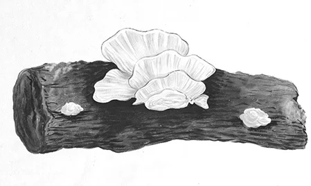 Tremella Mushroom (Tremella Fuciformis): Due to the mushroom’s water-retentive properties, the cream deeply hydrates and plumpens skin. Seriously, this mushroom can hold up to 500 times its weight in water. Source: Botanary Botanical Dictionary