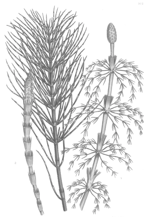 Horsetail ( Equisetum Arvense ): Horsetail contains a molecule called equisetonin which has a mild diuretic effect and that is why this herb may help reduce the appearance of puffiness. Horsetail is also rich in silica. Several clinical reports showed that this plant has firming and regenerative properties. Source: Botanary Botanical Dictionary