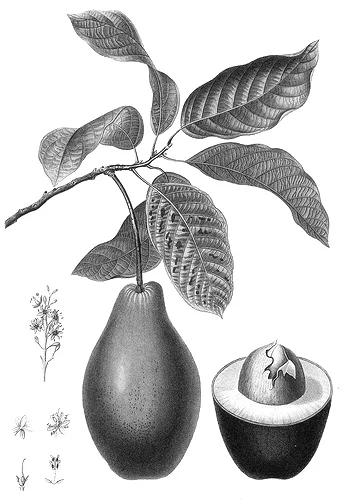 Avocado (Persea Americana) : Antioxidants found in avocados, such as carotenoids, vitamin E and vitamin C, help protect against the damage of free radicals. One particular carotenoid, lutein, promotes the water content and elasticity of skin and decreases the destruction of beneficial skin lipids. Vitamin E protects you from ultraviolet light. Your body needs vitamin C to make collagen, which is the main structural component of skin and the source of its elasticity and firmness. Avocados contain poly- and monounsaturated fatty acids, which protect your skin. Monounsaturated fats keep the top layer of your skin moist so it’s soft and healthy looking. Polyunsaturated fatty acids guard skin from sun damage and protect against symptoms of skin sensitivity and inflammation. Source: Botanary Botanical Dictionary