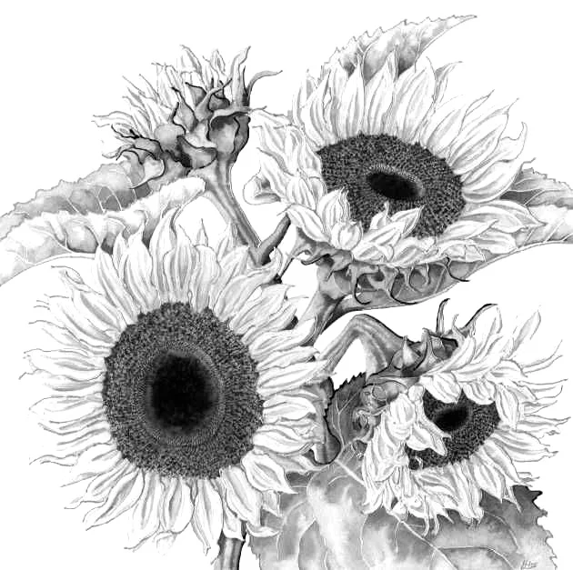 Sunflower ( Helianthus Annuus ): Sunflower is an excellent source of oil, which contains up to 74% of Omega-6 (linoleic acid). We decided to use sunflower oil as it acts as a remarkable emollient that helps retain skin moisture. Recherche Beauté also uses sunflower seed extract which possesses anti-oxidant and anti-inflammatory properties to help protect the skin from external environmental influences. Source: Botanary Botanical Dictionary