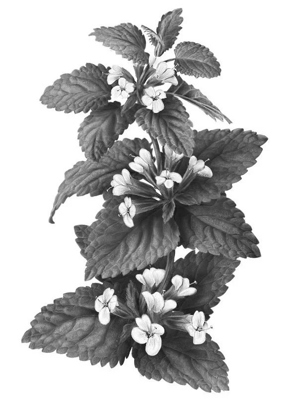 Lemon Balm (Melissa Officinalis): Protects against environmental stressors. The caffeic and ferulic acid, which are present within this plant are potent antioxidants.Source: Botanary Botanical Dictionary