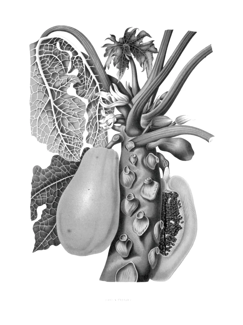 Papaya (Carica Papaya): Effective in skin renewal and skin brightening. It also functions as an exfoliator, skin softener and moisturizer and helps fight acne. What's more, the enzyme helps the body combat free radicals, thus preventing premature ag…