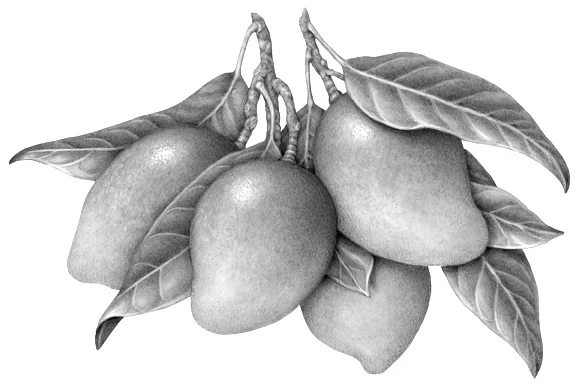 Mango (Mangifera Indica): Mangiferin, found in the seeds, skin and kernels of the mango is a powerful antioxidant. This antioxidant helps to ease the inflammation produced by acne and other inflammatory skin conditions. Source: Botanary Botanical Dictionary