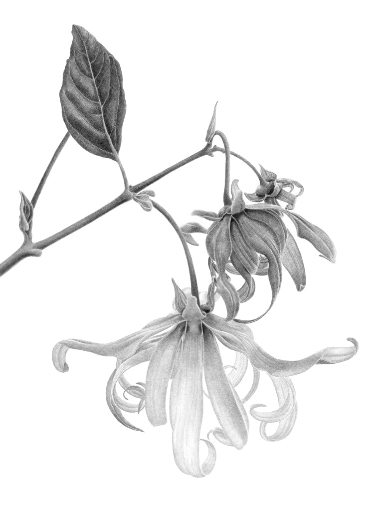 Ylang Ylang (Cananga Odorata): softens and balances the moisture of the skin. It is also recommended for dry and oily skin and is reputed to have a balancing action on sebum production.Source: Botanary Botanical Dictionary