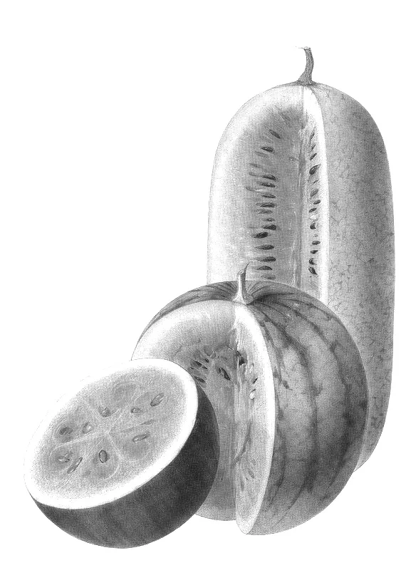 Watermelon (Citrullus Lanatus): The vitamins A and C found in watermelon can help restore damaged skin following exposure to sun, wind, or even environmental stressors. Vitamin E, which is also present in the fruit, can lighten hyperpigmentation, fi…