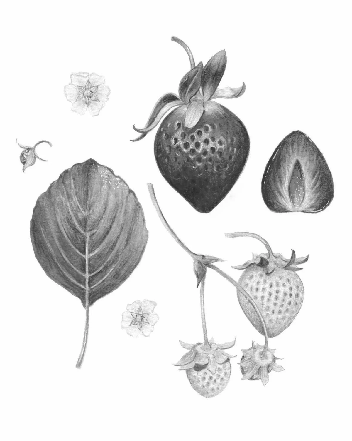 Strawberry (Fragaria X Ananassa): It contains alpha lipoic acid which is a potent antioxidant, which slows the aging of collagen elastin. Also it has great vitamin C, which is a potent antioxidant as well as being a key player in collagen synthesis.…