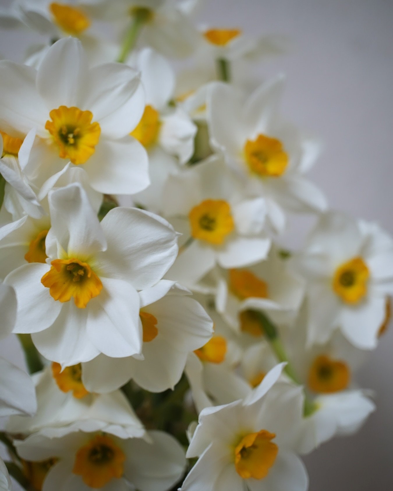 Daff Friday feels! We harvested the last of our heirloom daffodils today. These here are Barrett Browning and holy moly do they smell amazing! 🤩 you can find them in any of our mixed bouquets at @cafedella @thewyldebeet or @kraaysmarketgarden this w