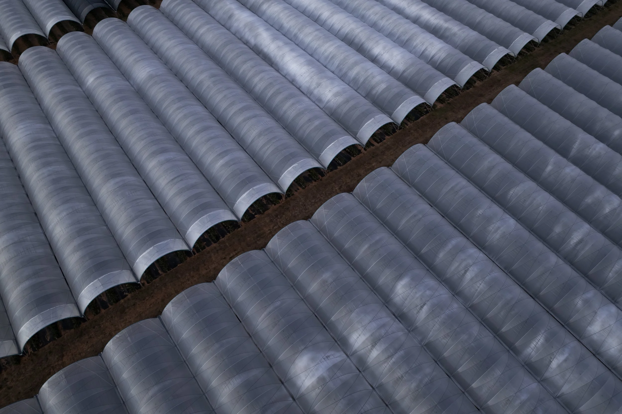 T & G BLUE BERRIES_1039.jpg