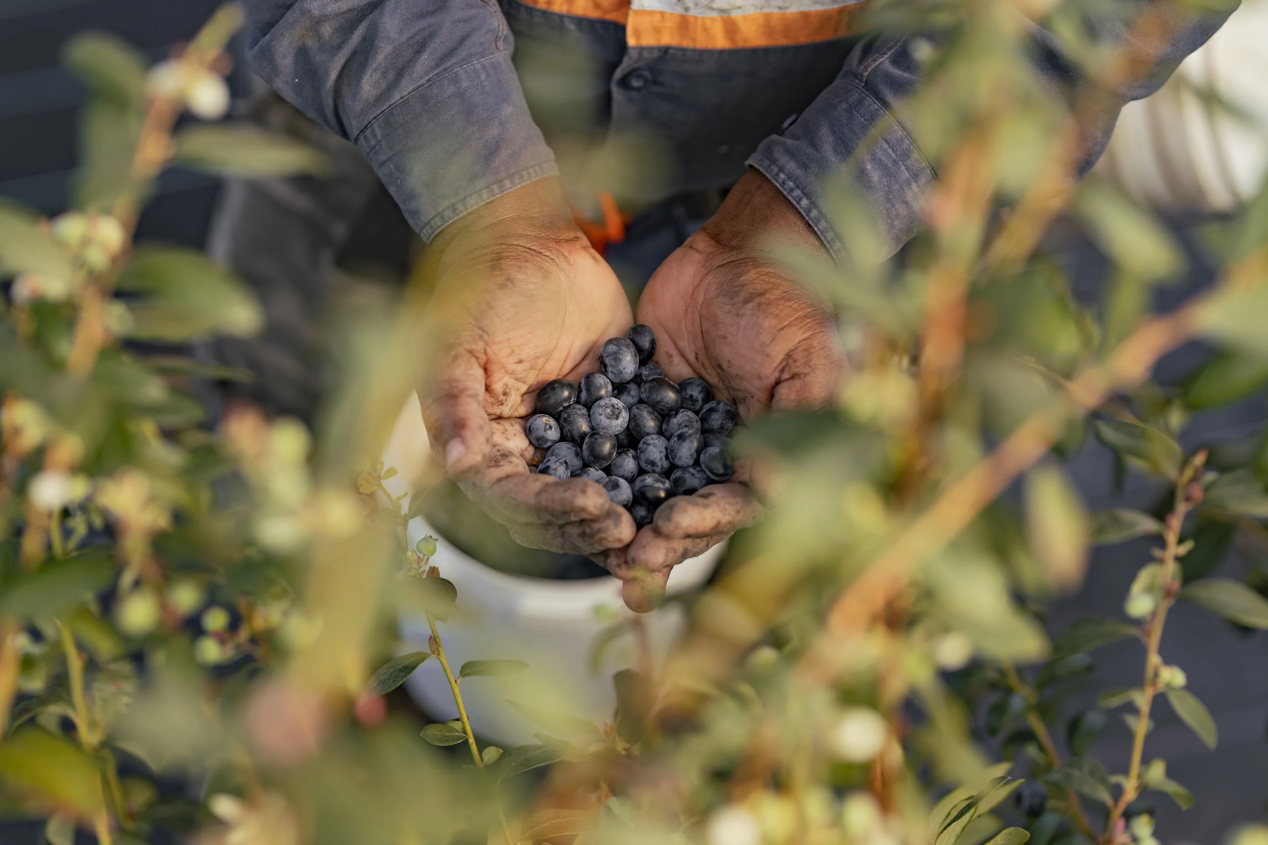 T & G BLUE BERRIES_0478.JPG