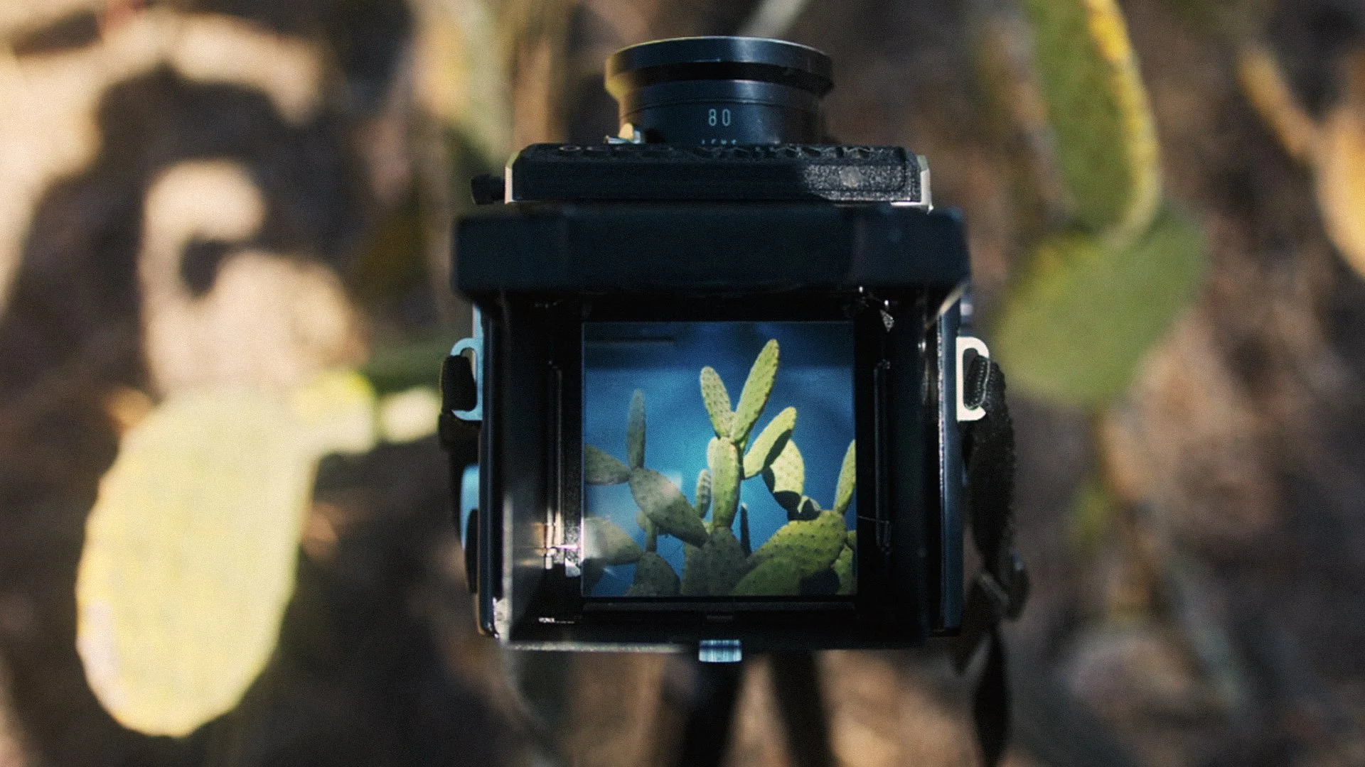 Go Somewhere &amp; See What Happens | Road Trips, Prickly Pear, Giant Pines &amp; Film Photography