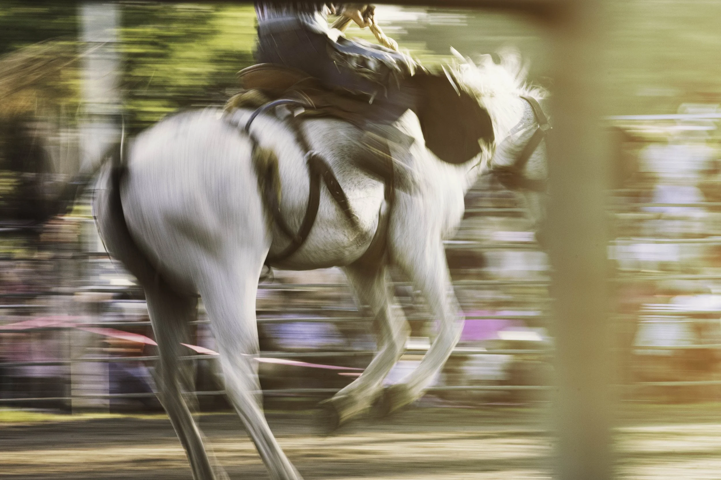 IMBIL RODEO_09 copy.jpg