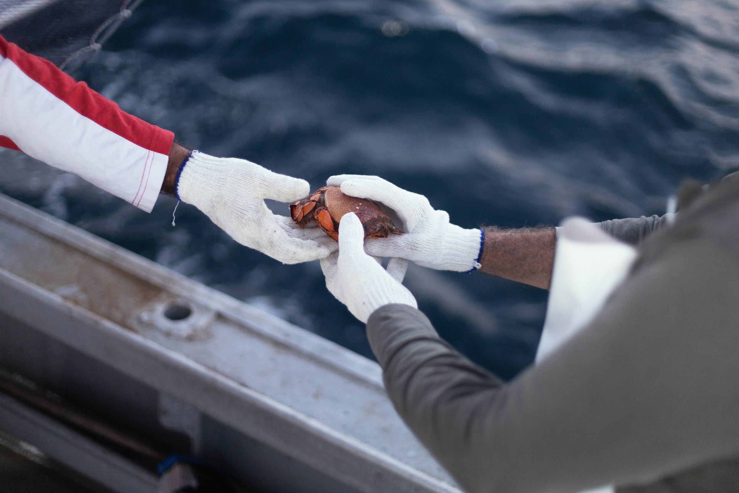 CSP - AUSSIE SPANNER CRAB - TRAWLER 31 NEW.jpg