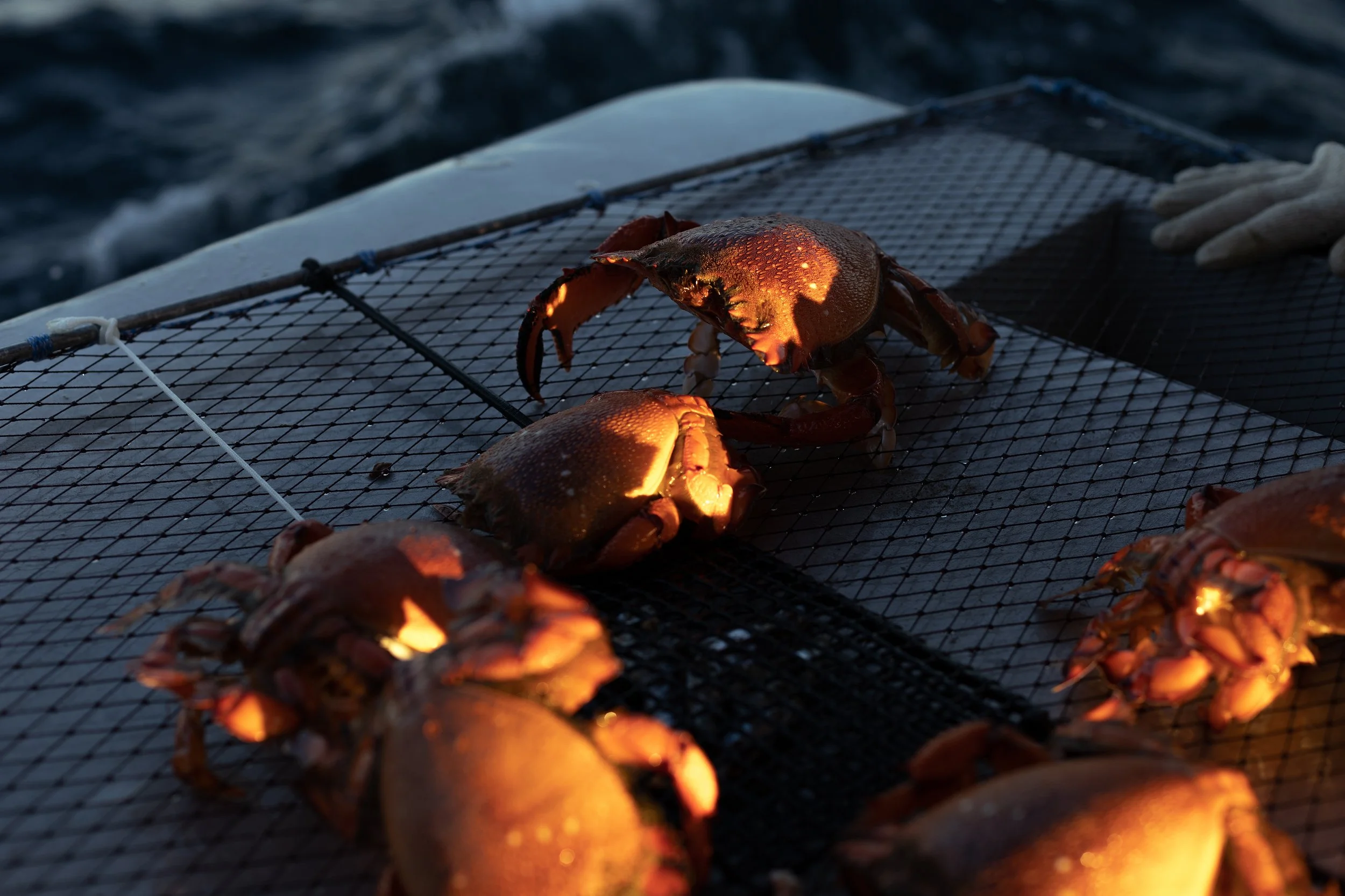 CSP - AUSSIE SPANNER CRAB - TRAWLER 42.jpg