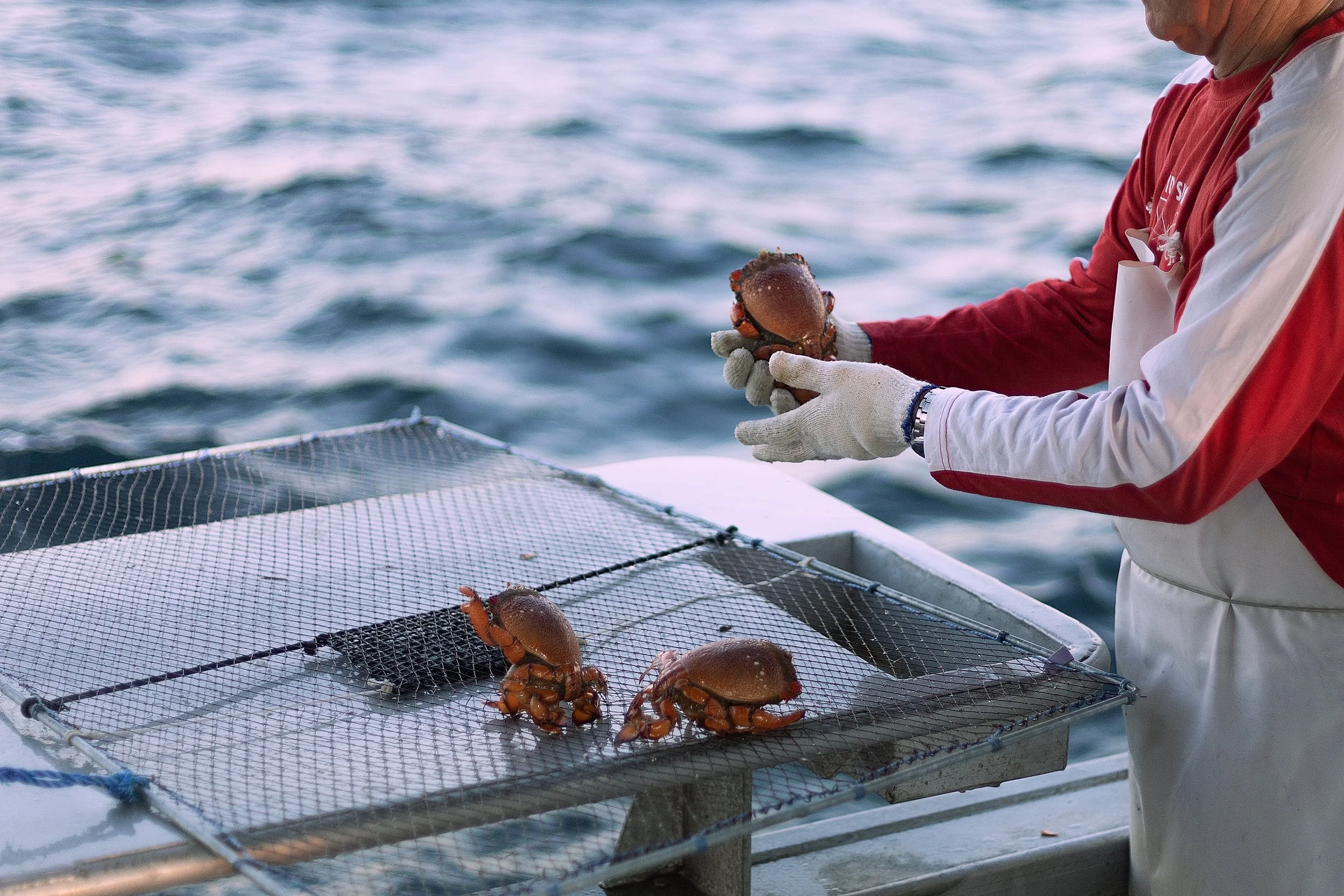 CSP - AUSSIE SPANNER CRAB - TRAWLER 19.jpg