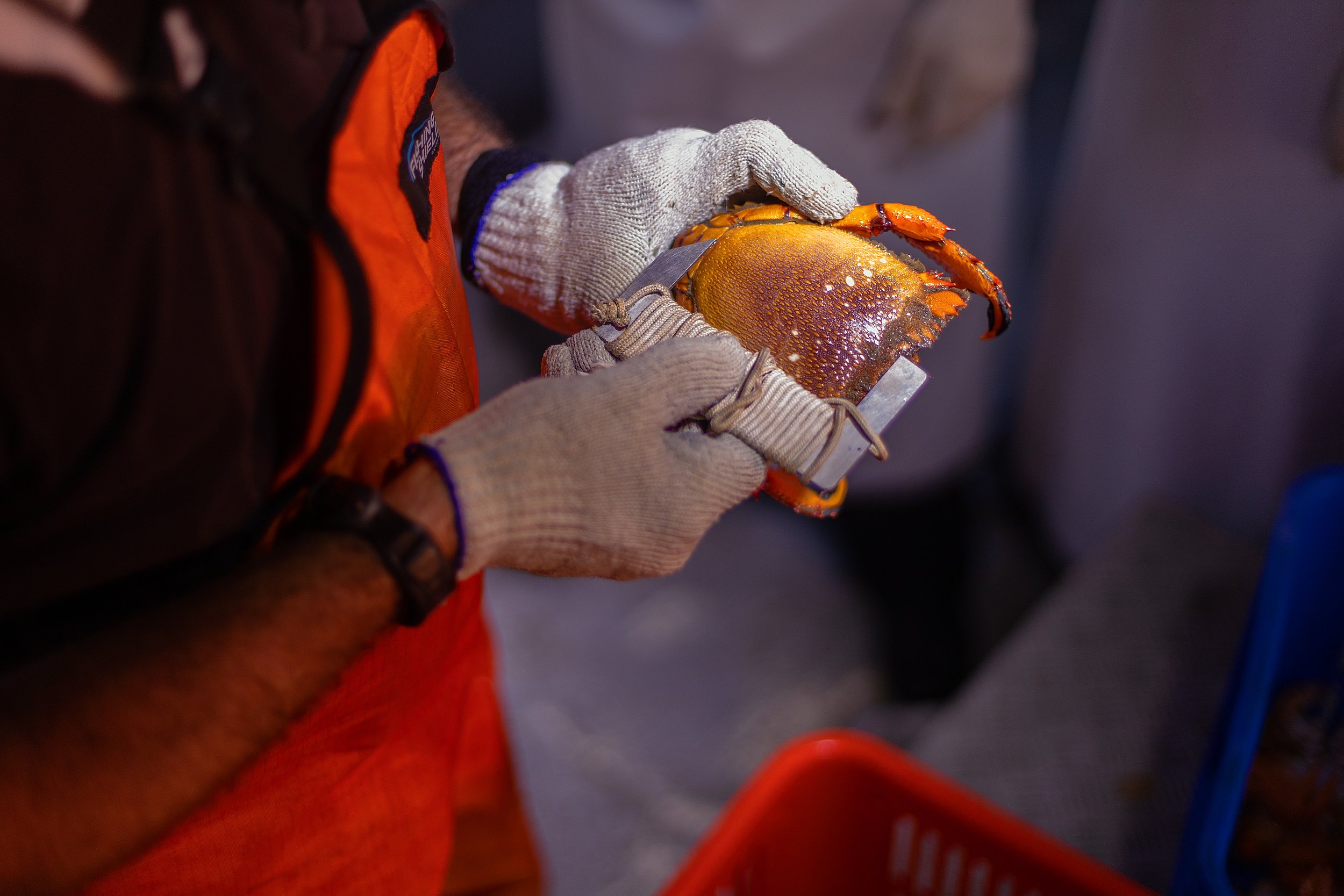 CSP - AUSSIE SPANNER CRAB - TRAWLER 22 COPY.jpg