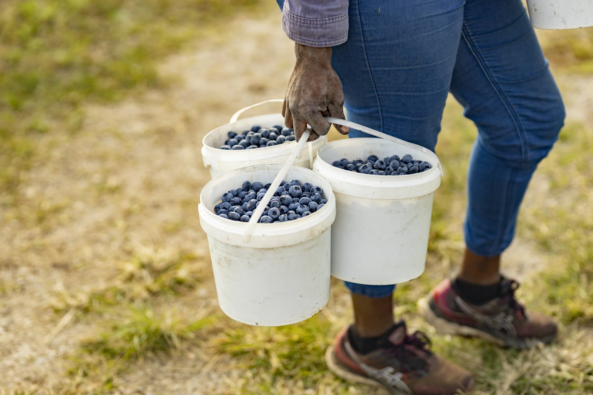 T & G BLUE BERRIES_0340.JPG