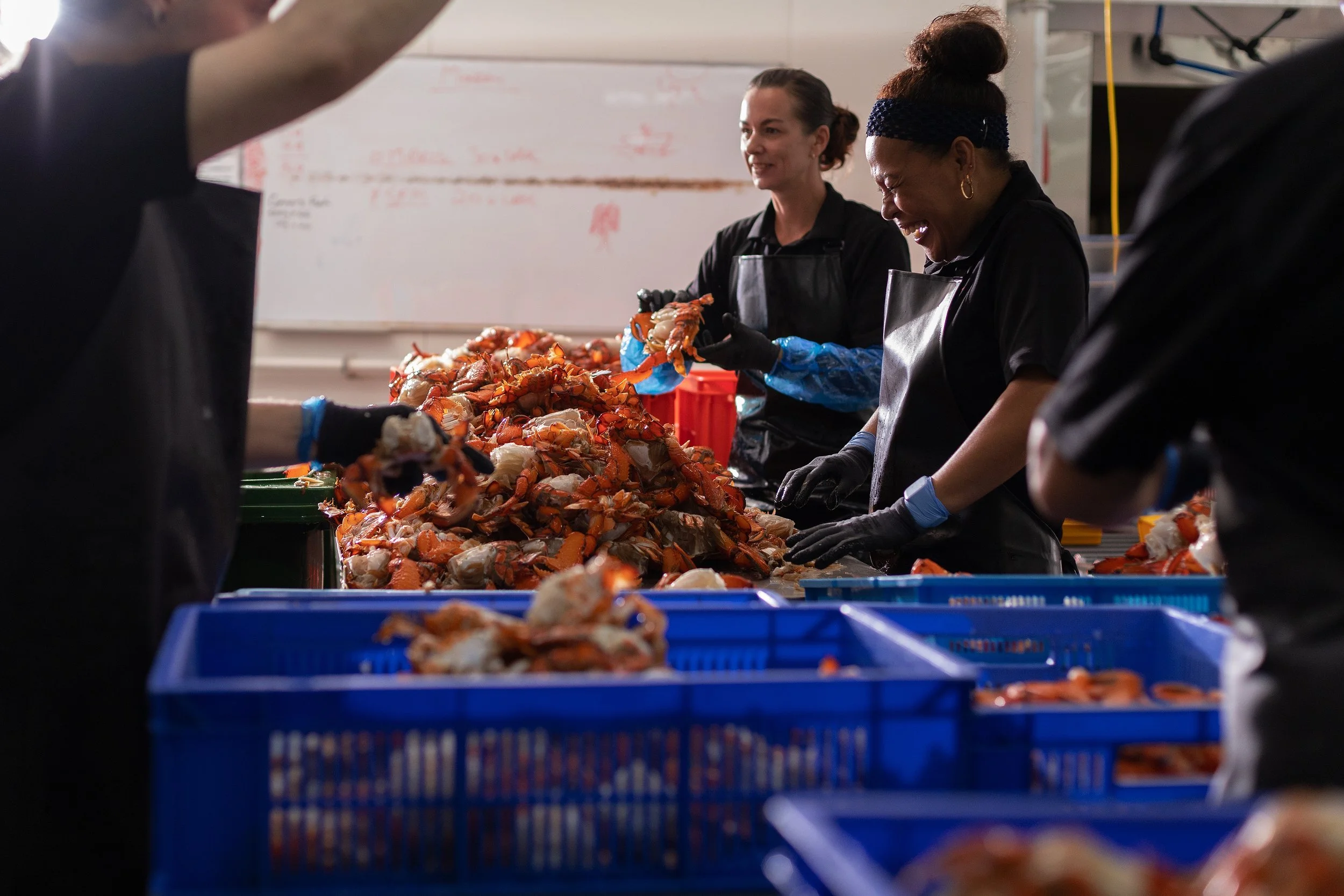 CSP - AUSSIE SPANNER CRAB - PROCESSING 8.jpg