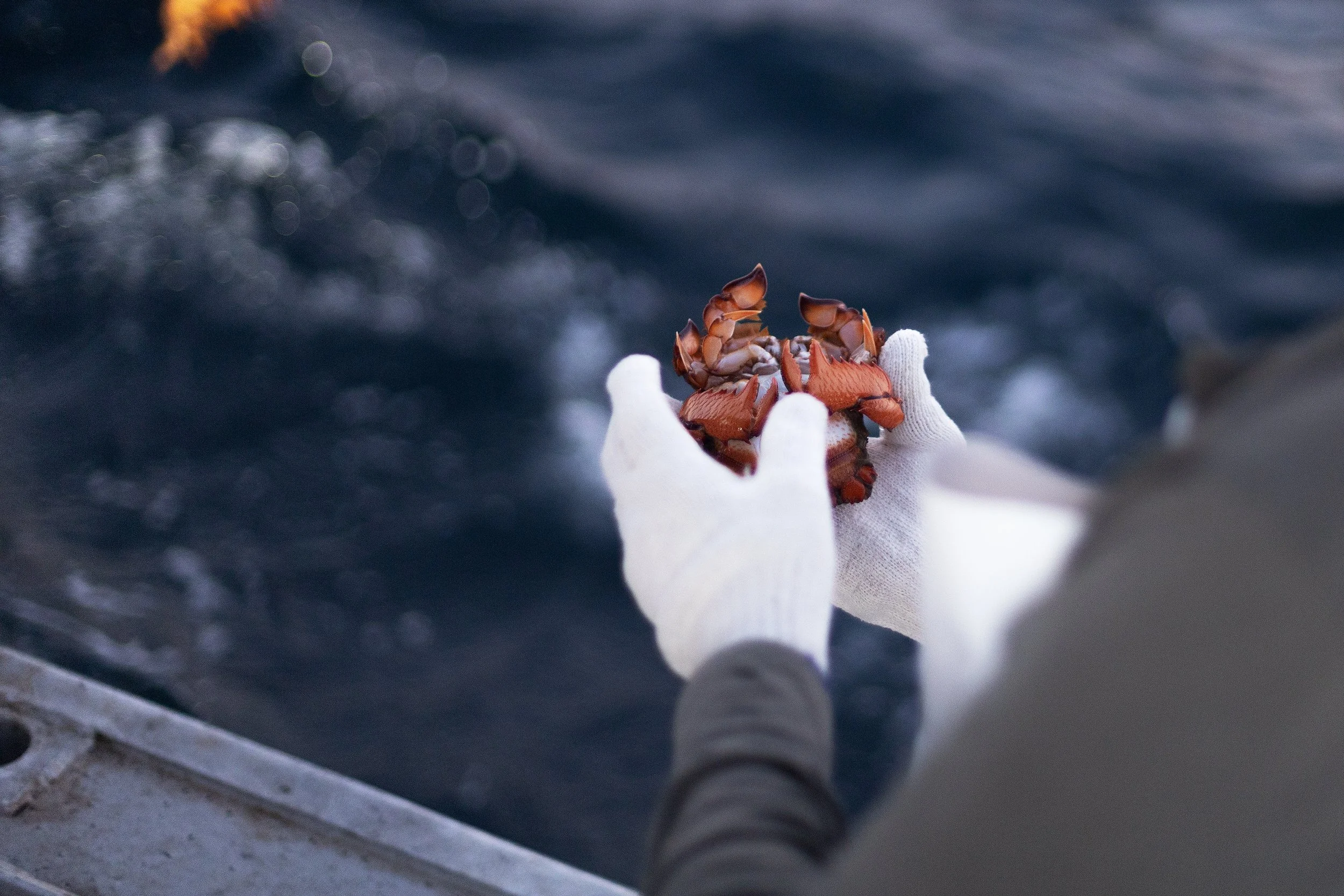 CSP - AUSSIE SPANNER CRAB - TRAWLER 32.jpg