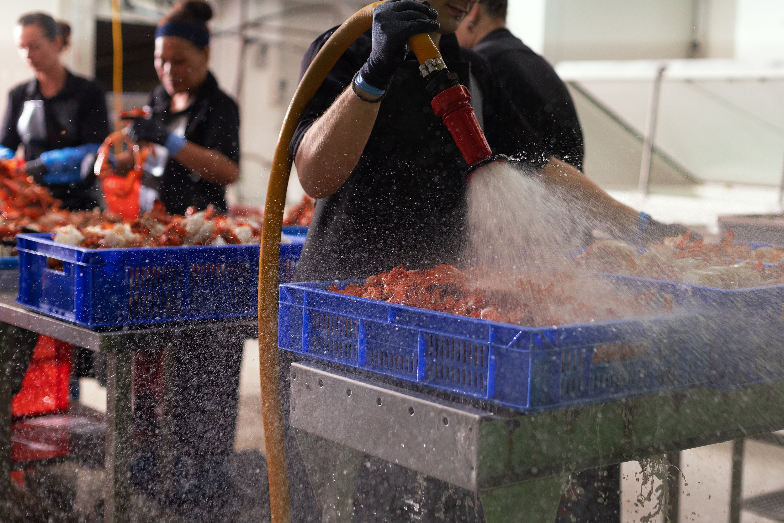 CSP - AUSSIE SPANNER CRAB - PROCESSING 10.jpg