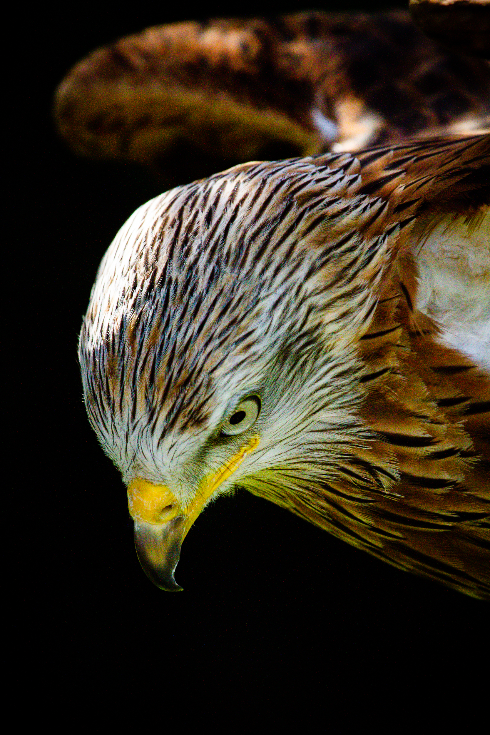 _MG_5161red kite.jpg