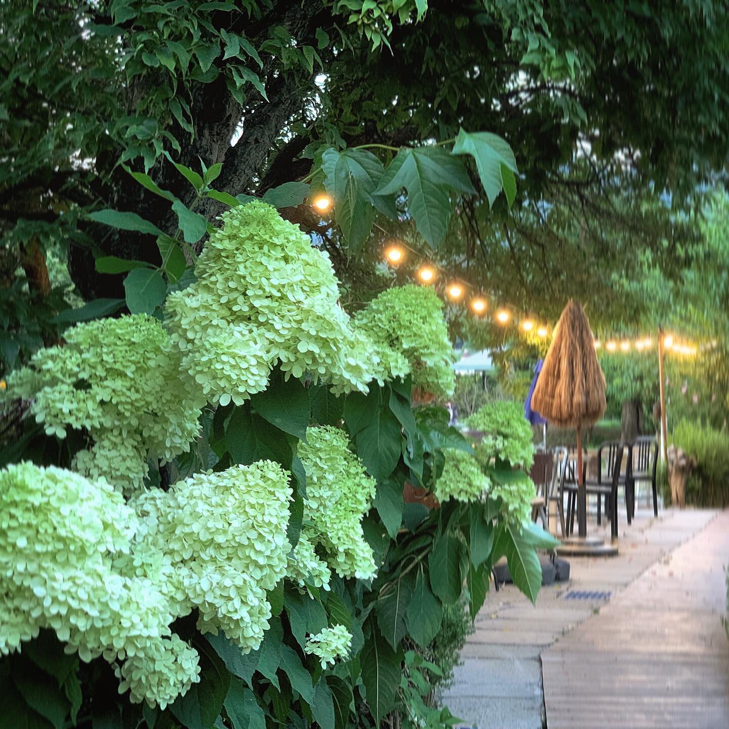 해질녘 카페 산책길에 나와 봤습니다🤍 수줍게 피어난 꽃들, 초록 식물들이 조명과 어우러져 정말 아름답네요🌿 베이커리 씨어터는 곧 3주년이 된답니다☺️ 감사 이벤트 준비 중이니 기대해 주세요🏕💕
